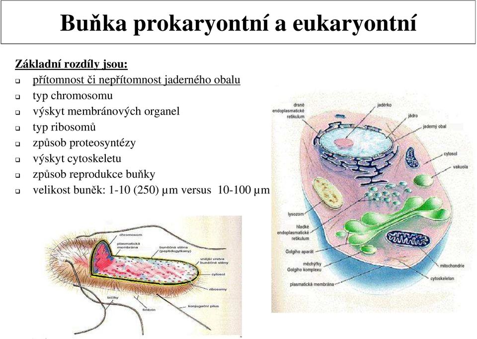 organel typ ribosomů způsob proteosyntézy výskyt cytoskeletu