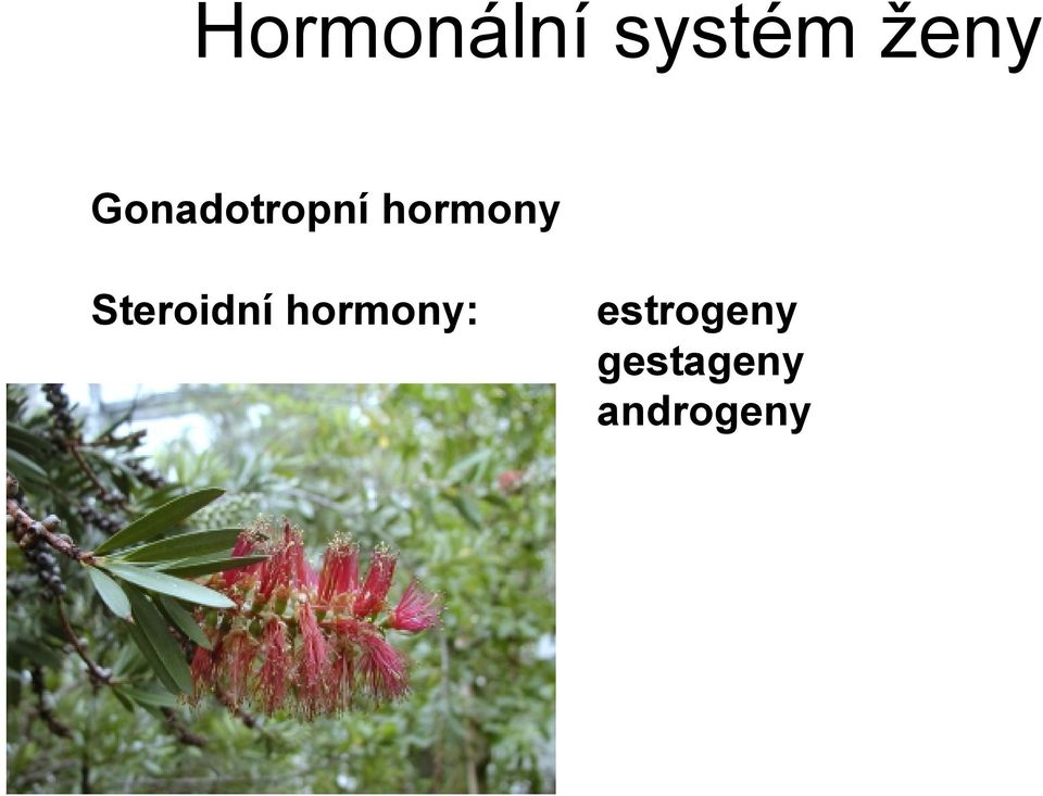 Steroidní hormony: