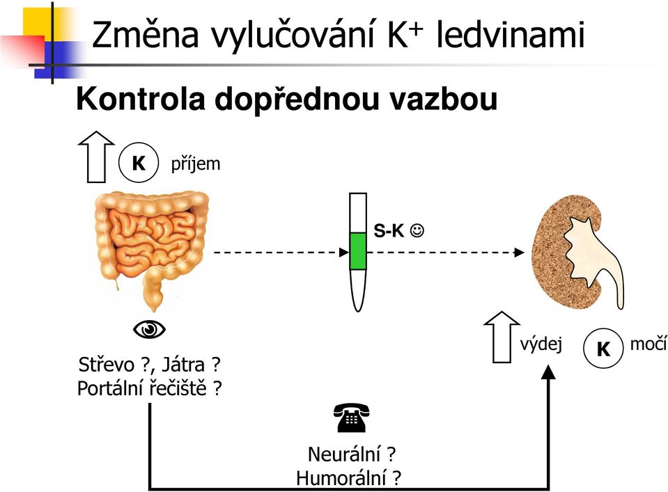 S- Střevo?, Játra?