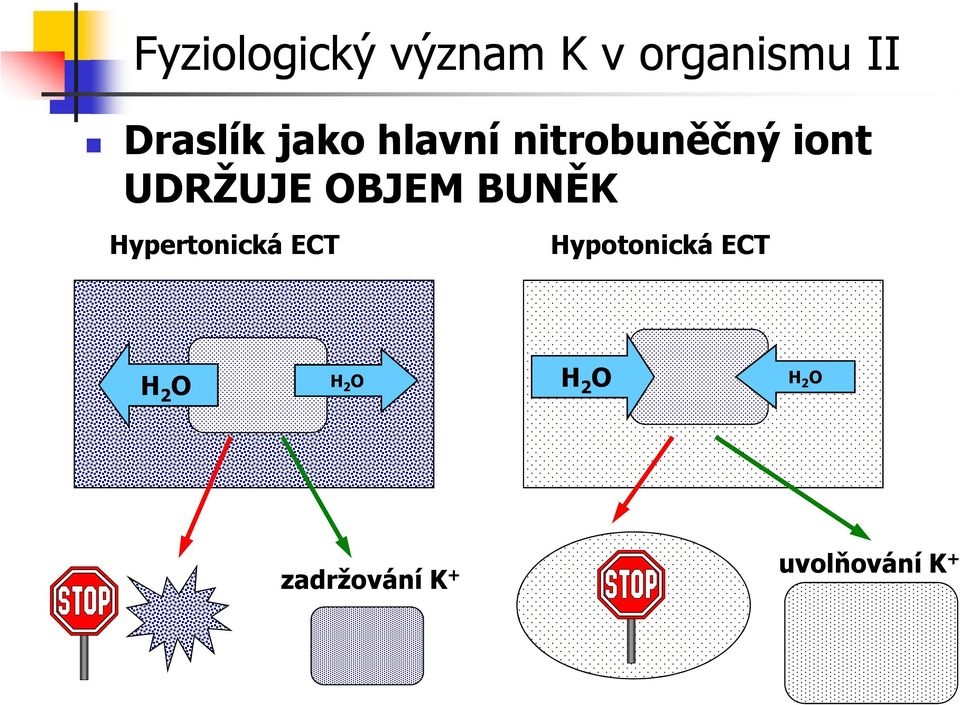 BUNĚ Hypertonická ECT Hypotonická ECT H 2 O