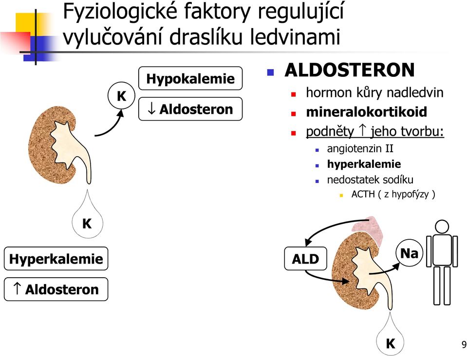 mineralokortikoid podněty jeho tvorbu: angiotenzin II