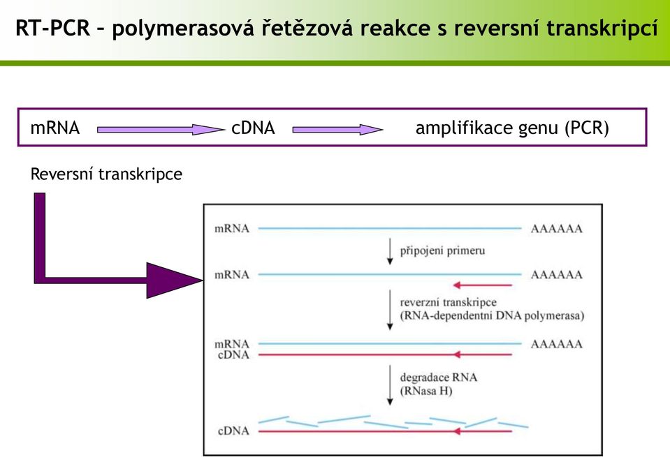 transkripcí mrna cdna