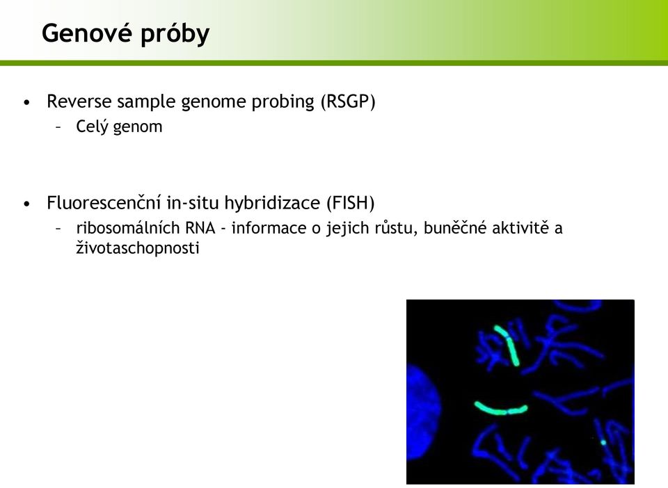 hybridizace (FISH) ribosomálních RNA -