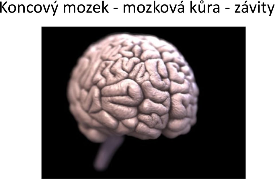 mozková