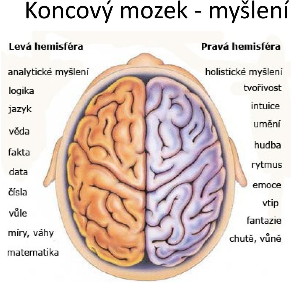 myšlení