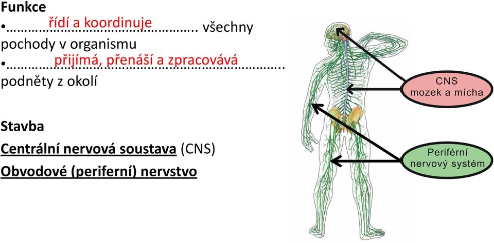 organismu.