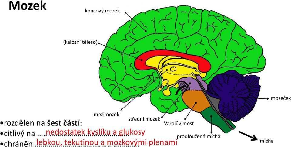 nedostatek kyslíku a glukosy chráněn.