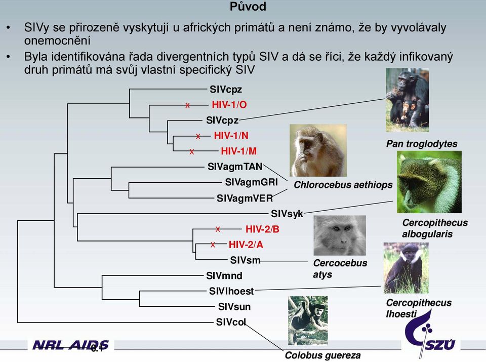 HIV-1/O SIVcpz HIV-1/N Pan troglodytes HIV-1/M SIVagmTAN SIVagmGRI Chlorocebus aethiops SIVagmVER SIVsyk Cercopithecus