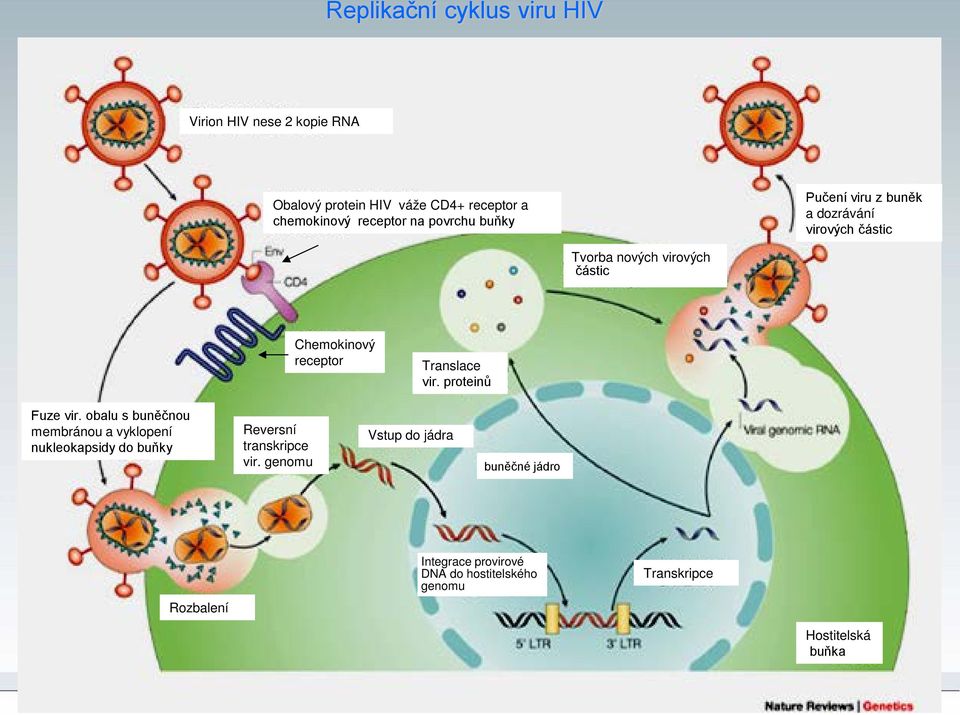 Translace vir. proteinů Fuze vir.