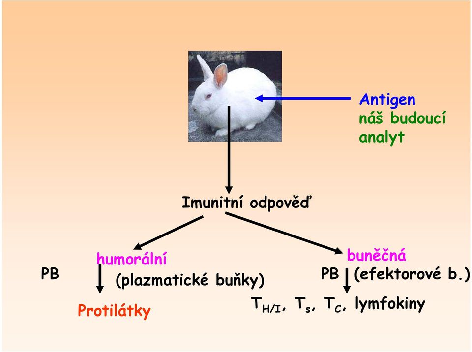 (plazmatické buňky) PB (efektorové