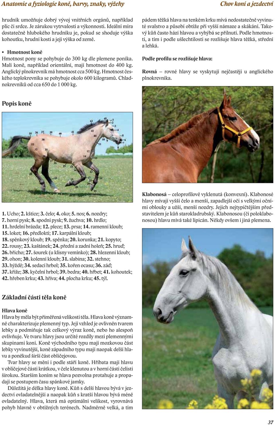 Malí koně, například orientální, mají hmotnost do 400 kg. Anglický plnokrevník má hmotnost cca 500 kg. Hmotnost českého teplokrevníka se pohybuje okolo 600 kilogramů.