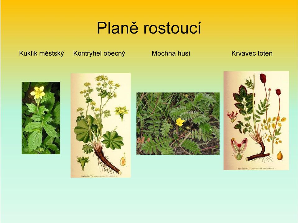 Kontryhel obecný