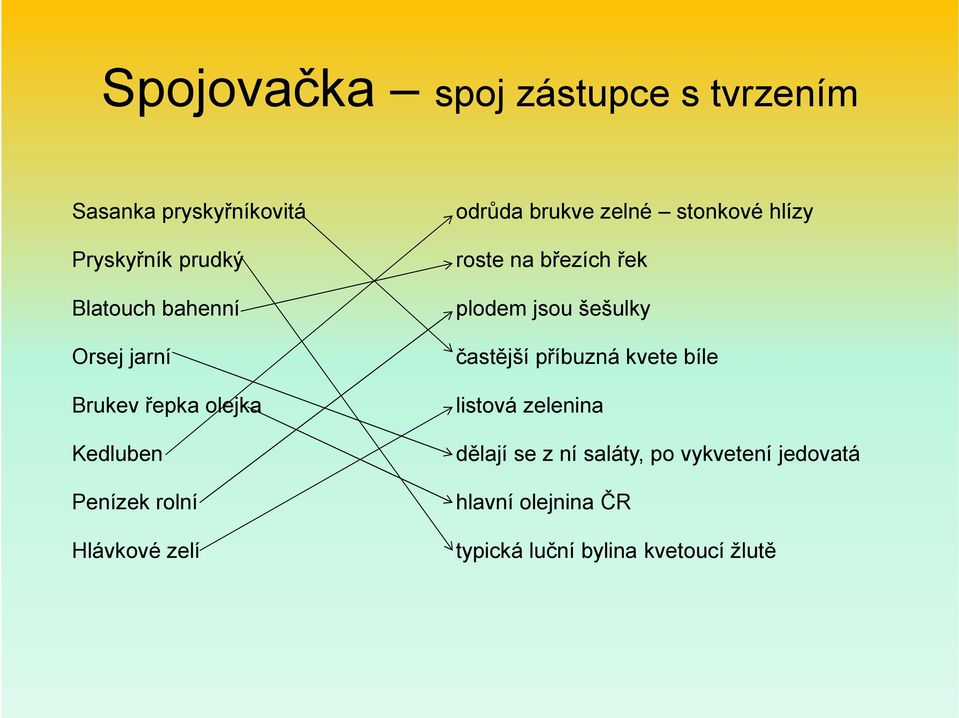 příbuzná kvete bíle Brukev řepka olejka listová zelenina Kedluben dělají se z ní saláty, po