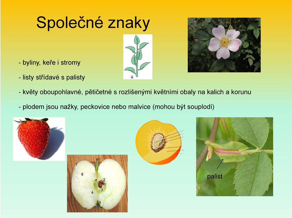 rozlišenými květními obaly na kalich a korunu - plodem