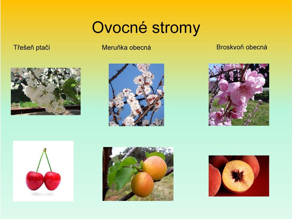 Meruňka obecná