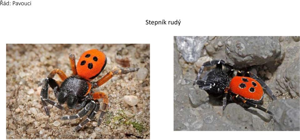 Stepník