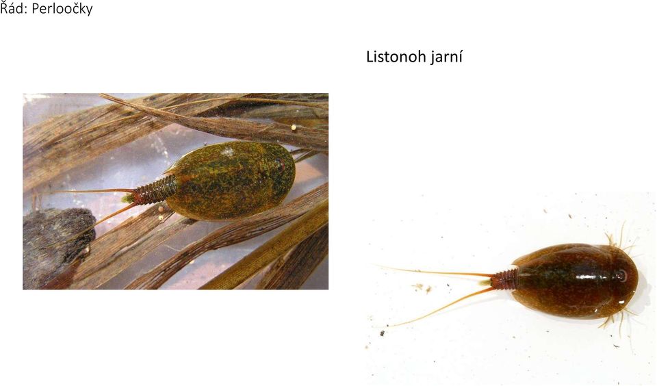 Listonoh