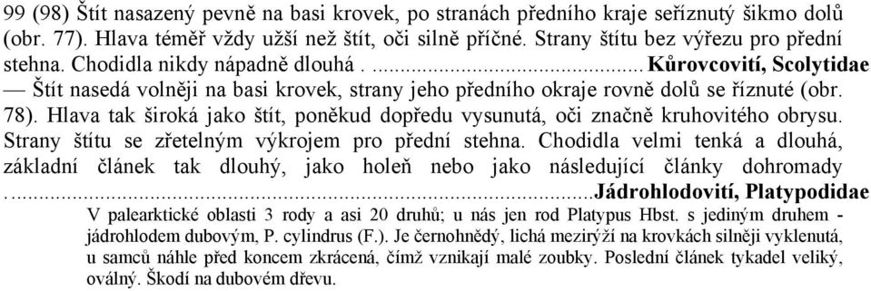 Hlava tak široká jako štít, poněkud dopředu vysunutá, oči značně kruhovitého obrysu. Strany štítu se zřetelným výkrojem pro přední stehna.
