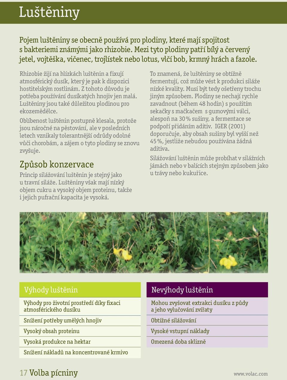 Rhizobie žijí na hlízkách luštěnin a fixují atmosférický dusík, který je pak k dispozici hostitelským rostlinám. Z tohoto důvodu je potřeba používání dusíkatých hnojiv jen malá.