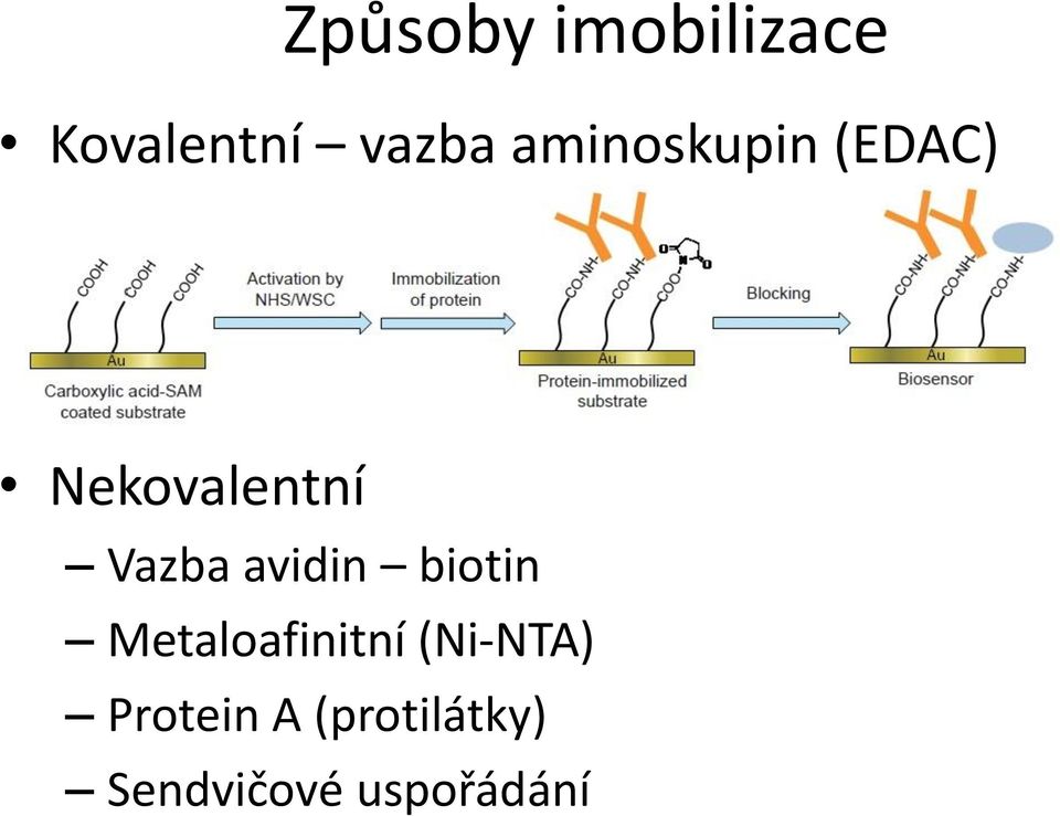 avidin biotin Metaloafinitní (Ni-NTA)