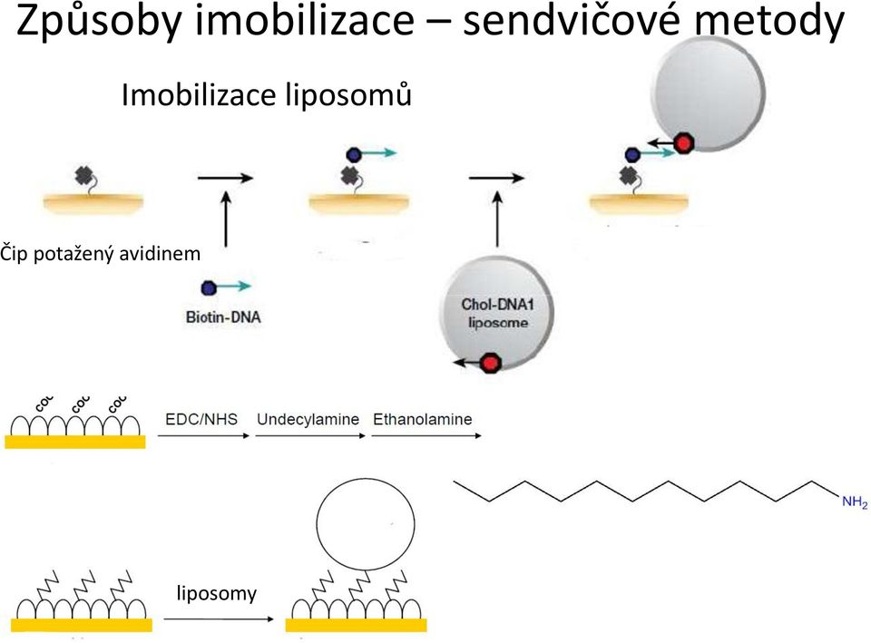 Imobilizace liposomů