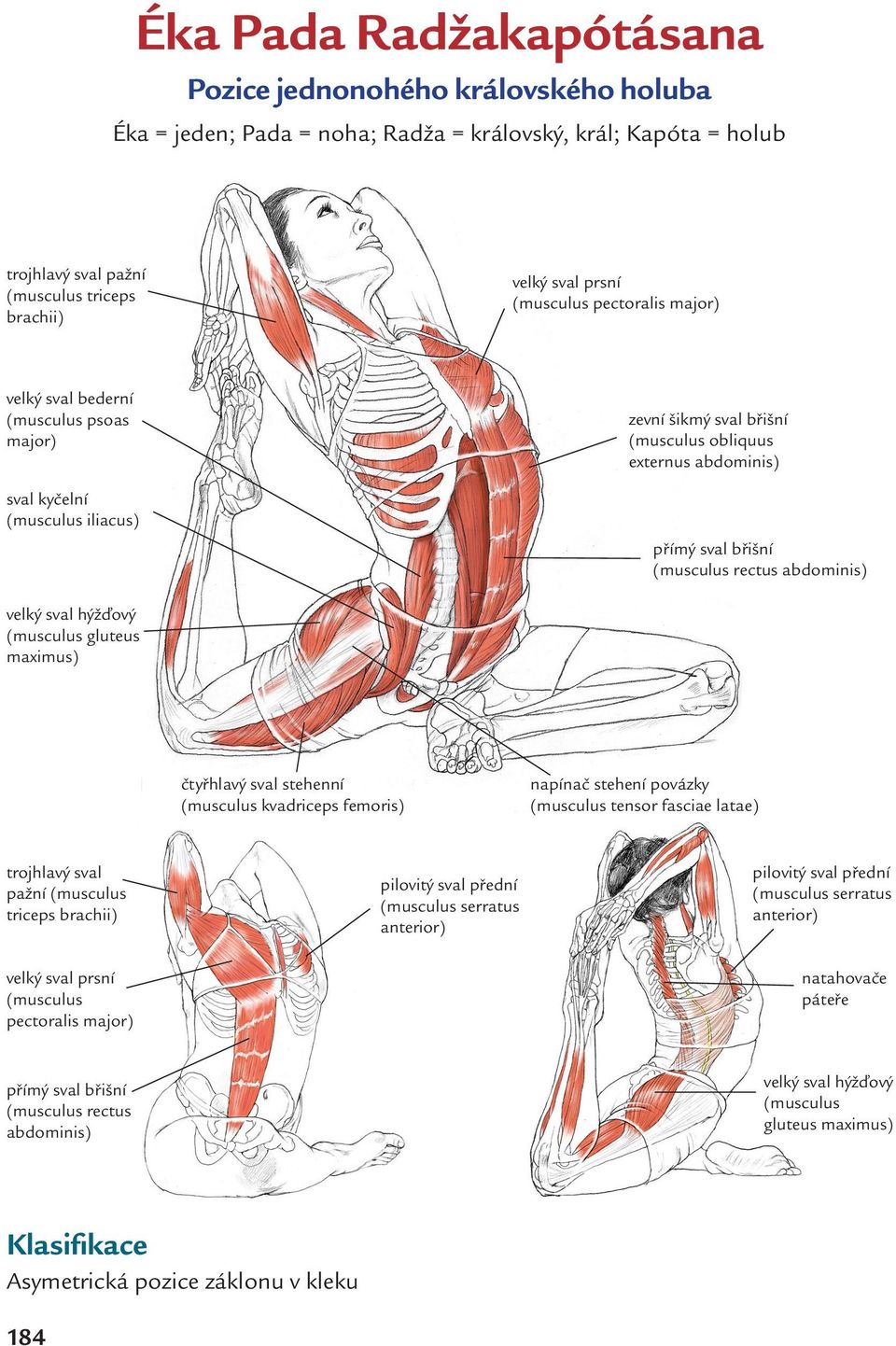 abdominis) velký sval hýžďový (musculus gluteus maximus) čtyřhlavý sval stehenní (musculus kvadriceps femoris) trojhlavý sval pažní (musculus triceps brachii) velký sval prsní (musculus pectoralis