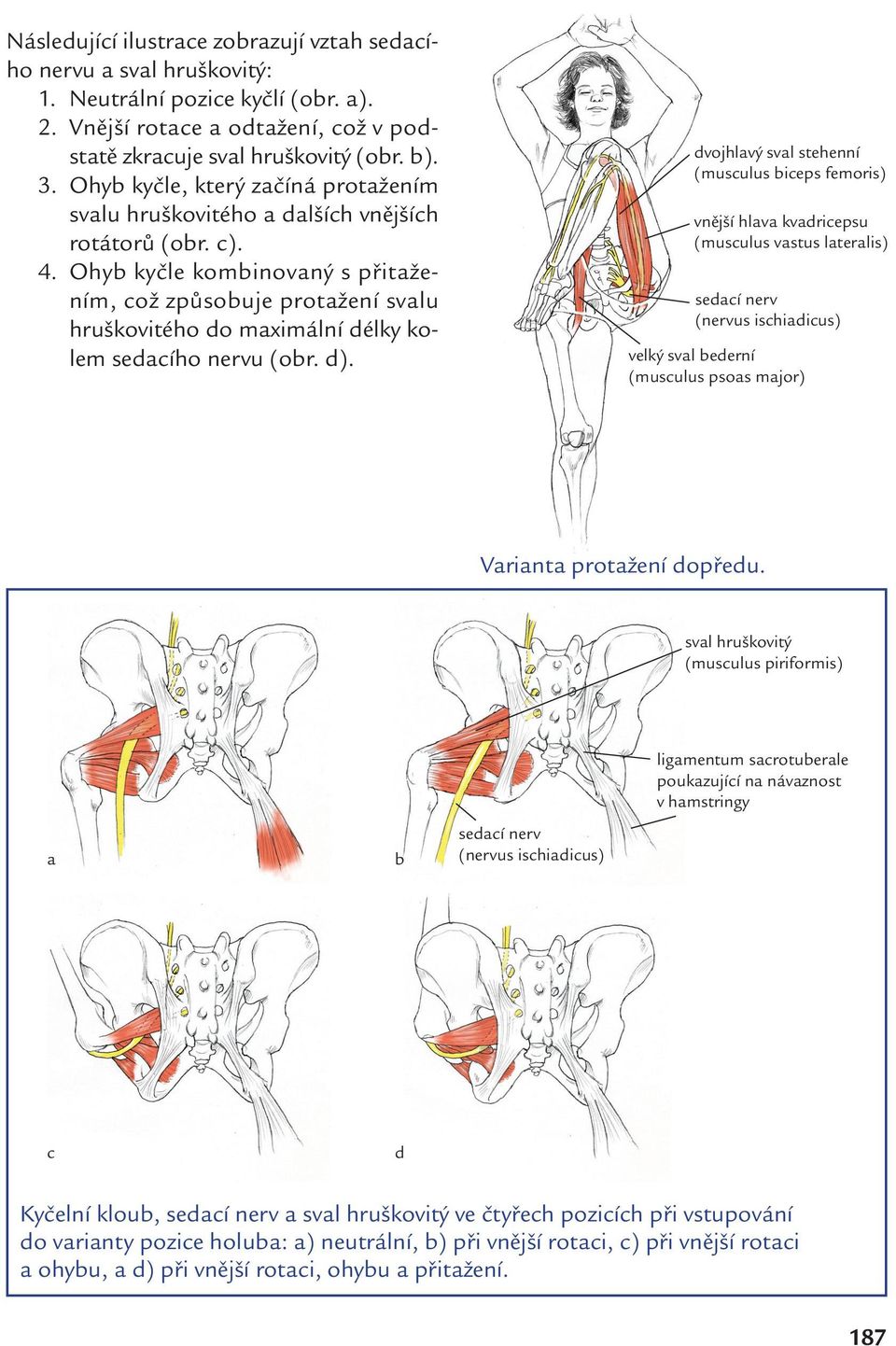 Ohyb kyčle kombinovaný s přitažením, což způsobuje protažení svalu hruškovitého do maximální délky kolem sedacího nervu (obr. d).