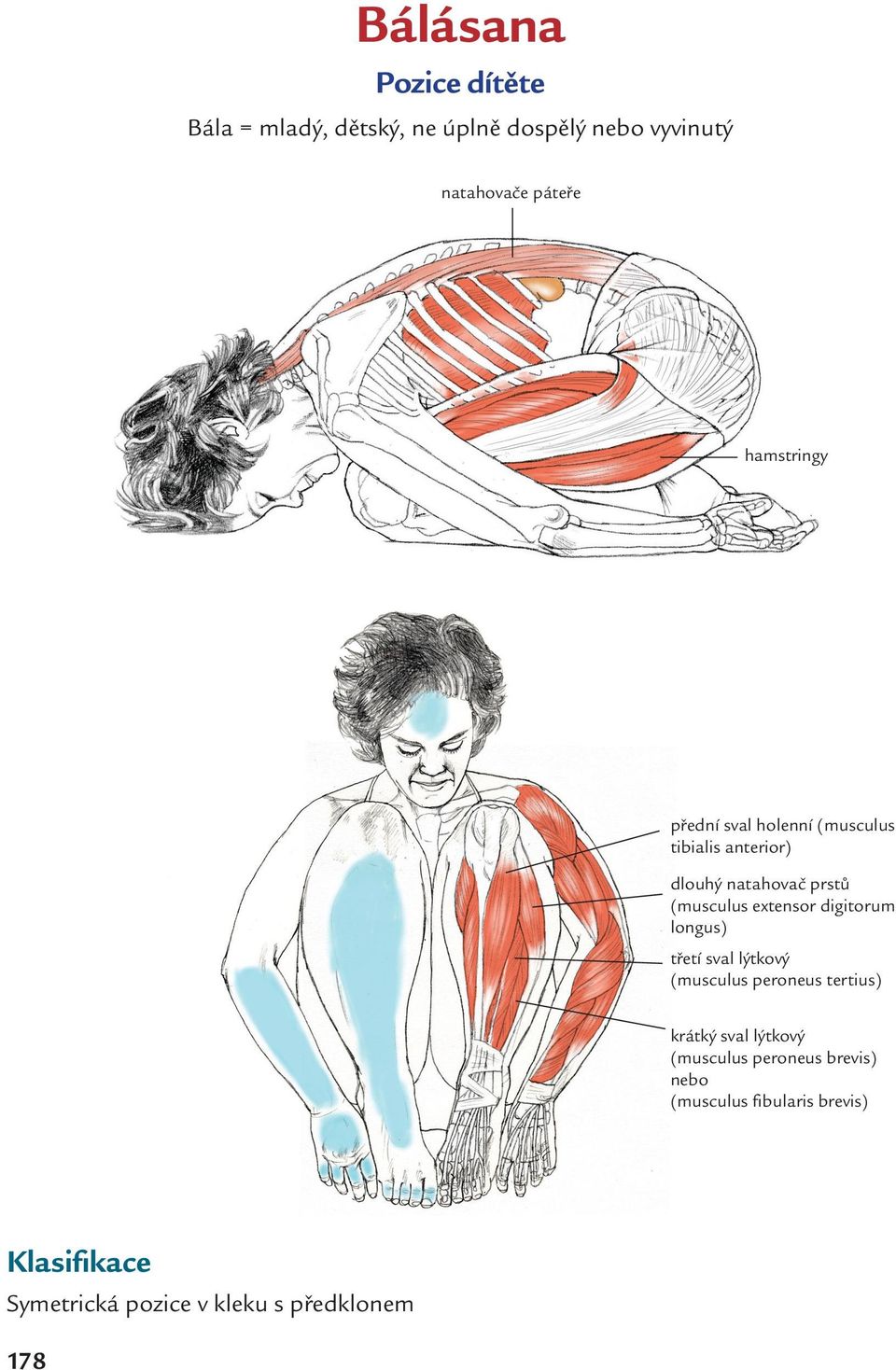 extensor digitorum longus) třetí sval lýtkový (musculus peroneus tertius) krátký sval lýtkový