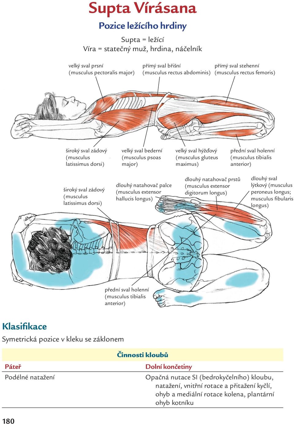 tibialis anterior) široký sval zádový (musculus latissimus dorsi) dlouhý natahovač palce (musculus extensor hallucis longus) dlouhý natahovač prstů (musculus extensor digitorum longus) dlouhý sval