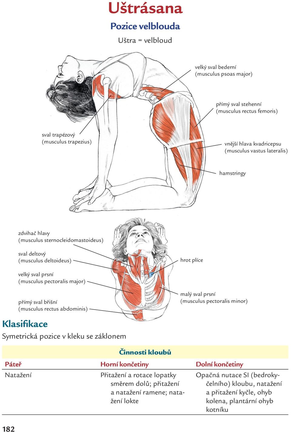 přímý sval břišní (musculus rectus abdominis) malý sval prsní (musculus pectoralis minor) Klasifikace Symetrická pozice v kleku se záklonem Činnosti kloubů Páteř Horní končetiny Dolní