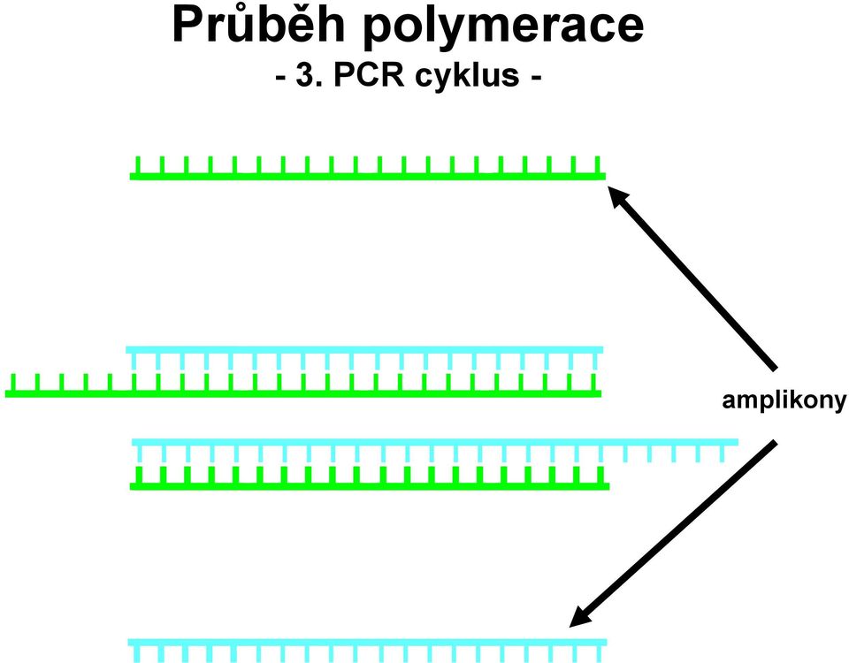 - 3. PCR