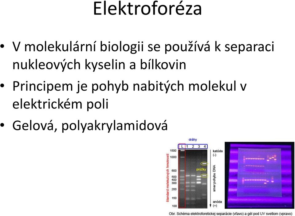 bílkovin Principem je pohyb nabitých