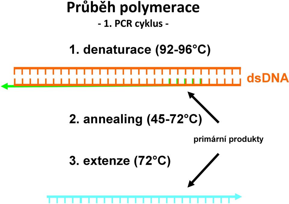 denaturace (92-96 C) dsdna 2.