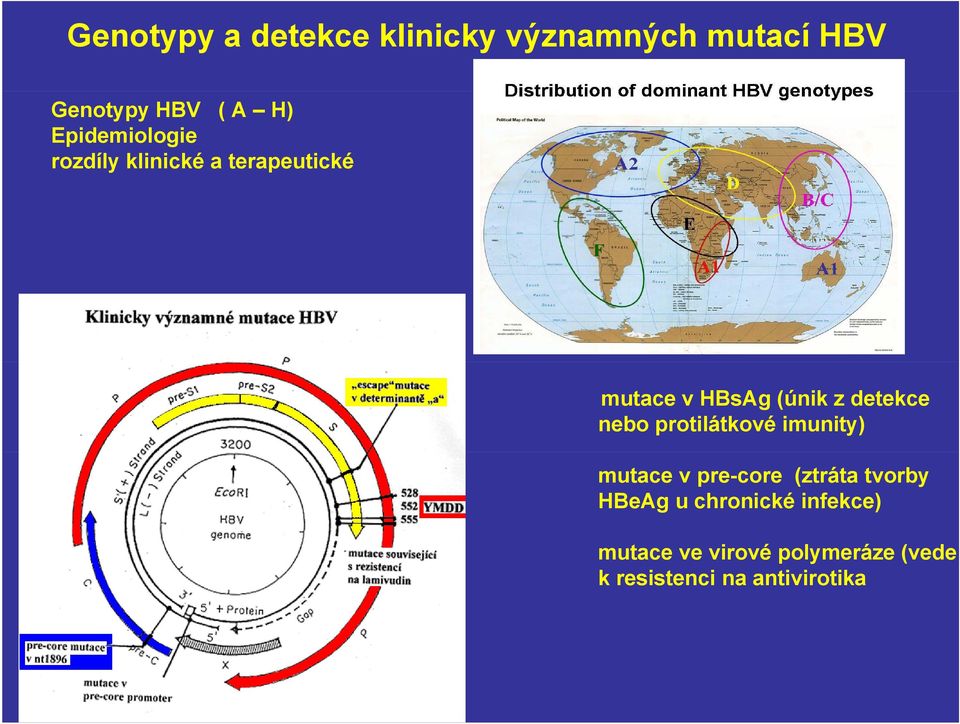 detekce nebo protilátkové imunity) mutace v pre-core (ztráta tvorby HBeAg