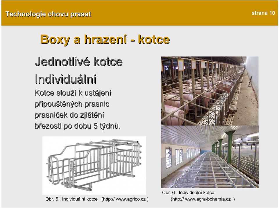 zjištění březosti po dobu 5 týdnů. Obr. 5 : Individuální kotce Obr.