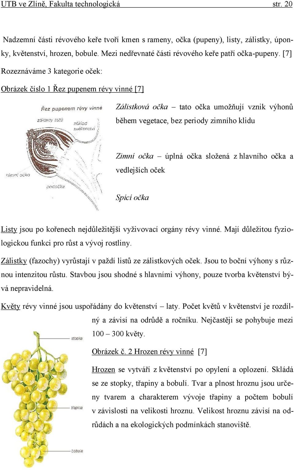 [7] Rozeznáváme 3 kategorie oček: Obrázek číslo 1 Řez pupenem révy vinné [7] Zálistková očka tato očka umožňují vznik výhonů během vegetace, bez periody zimního klidu Zimní očka úplná očka složená z