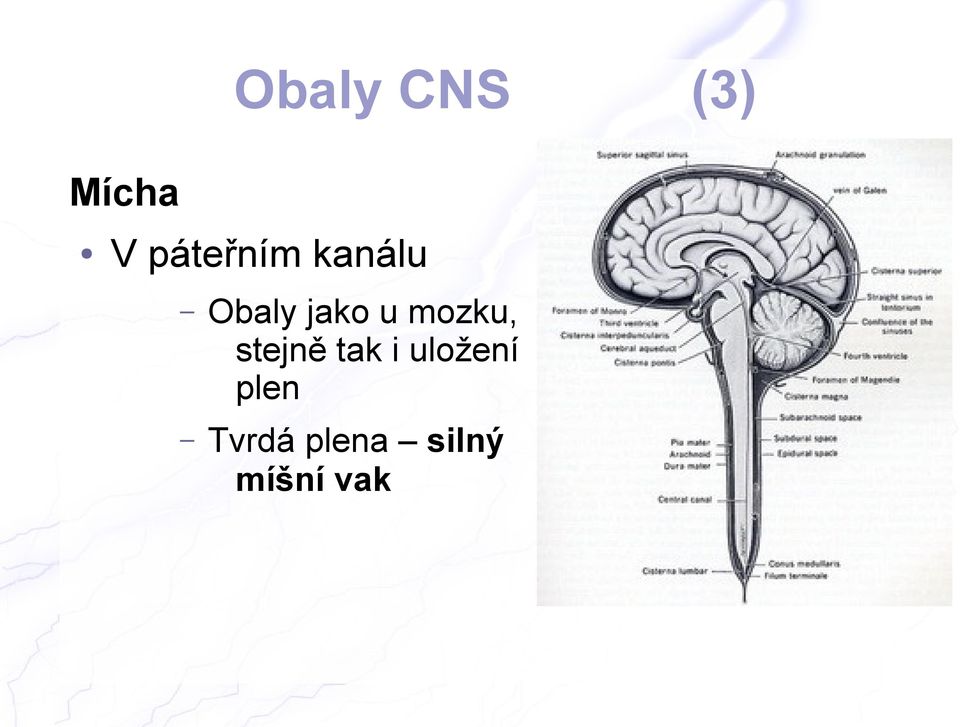 u mozku, stejně tak i