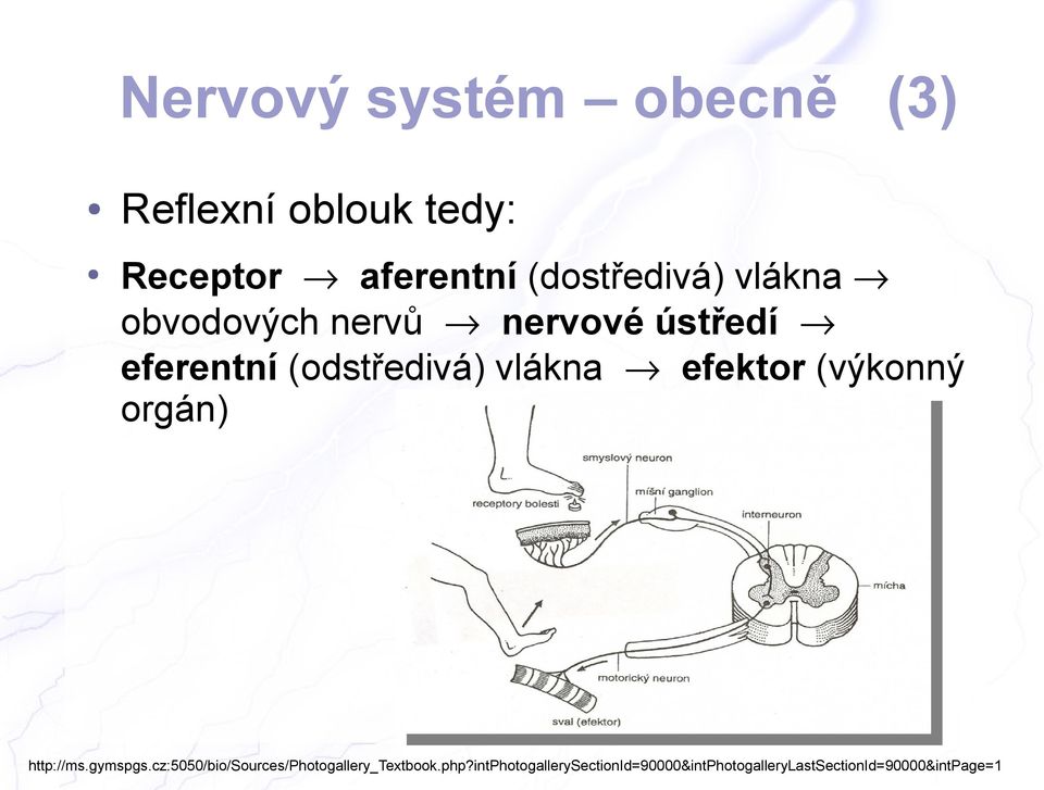 vlákna efektor (výkonný orgán) http://ms.gymspgs.