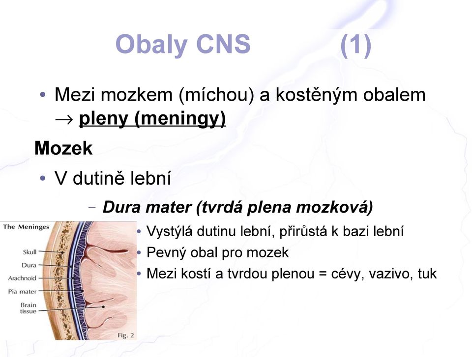 mozková) Vystýlá dutinu lební, přirůstá k bazi lební Pevný