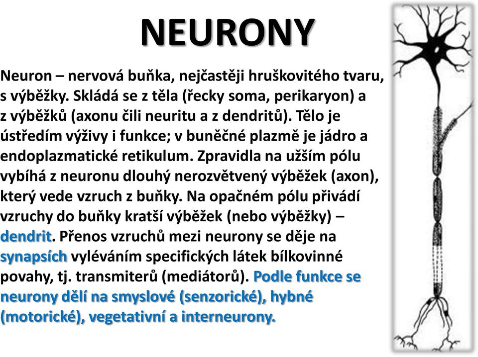 Zpravidla na užším pólu vybíhá z neuronu dlouhý nerozvětvený výběžek (axon), který vede vzruch z buňky.