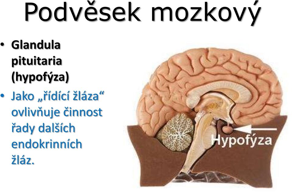 řídící žláza ovlivňuje