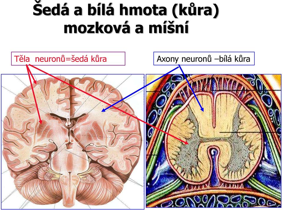 míšní Těla