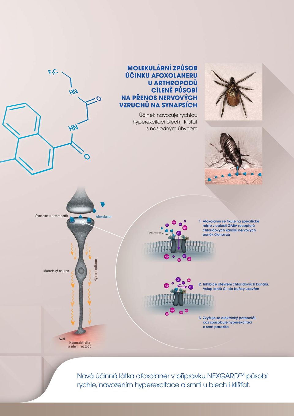 Afoxolaner se ﬁxuje na speciﬁcké místo v oblasti GABA receptorů chloridových kanálů nervových buněk členovců Cl- Cl GABA receeptor Hyperexcitace Motorický neuron Cl Cl Na