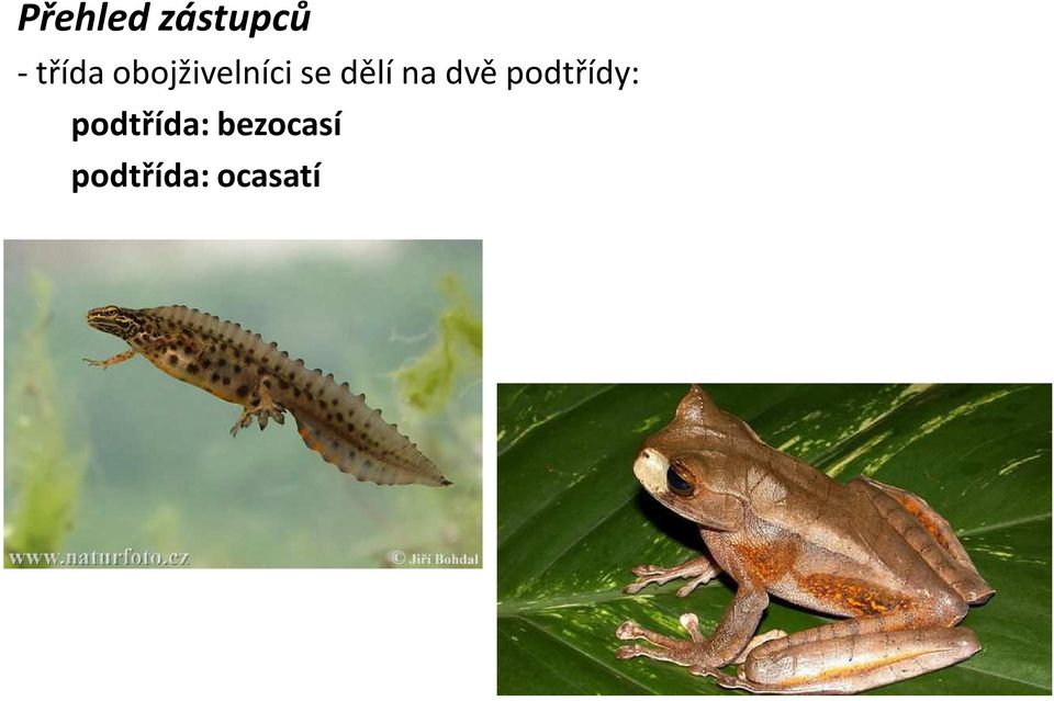 dvě podtřídy: podtřída: