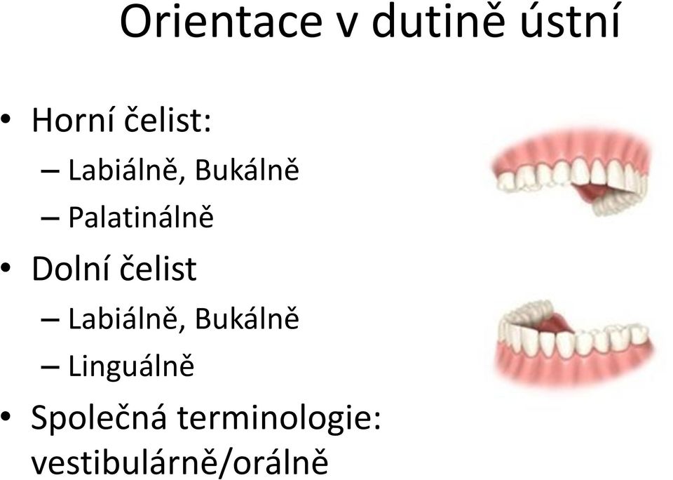 Dolní čelist Labiálně, Bukálně