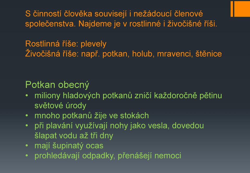 potkan, holub, mravenci, štěnice Potkan obecný miliony hladových potkanů zničí každoročně pětinu světové