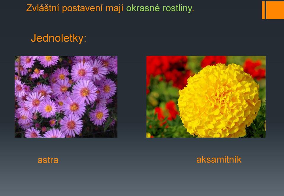 okrasné rostliny.