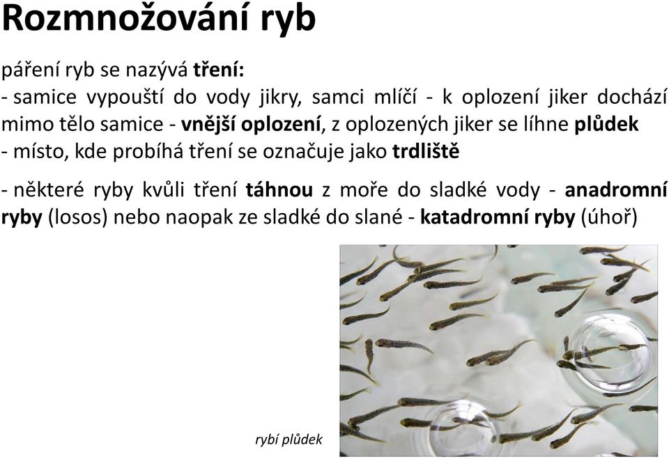 místo, kde probíhá tření se označuje jako trdliště -některé ryby kvůli tření táhnou z moře do