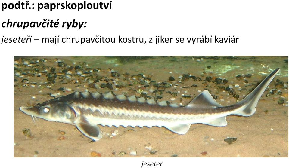 chrupavčité ryby: jeseteři