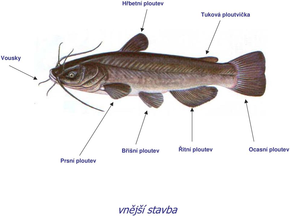 Hřbetní ploutev. Tuková ploutvička. Vousky. Ocasní ploutev. Břišní ploutev.  Řitní ploutev. Prsní ploutev. vnější stavba - PDF Free Download